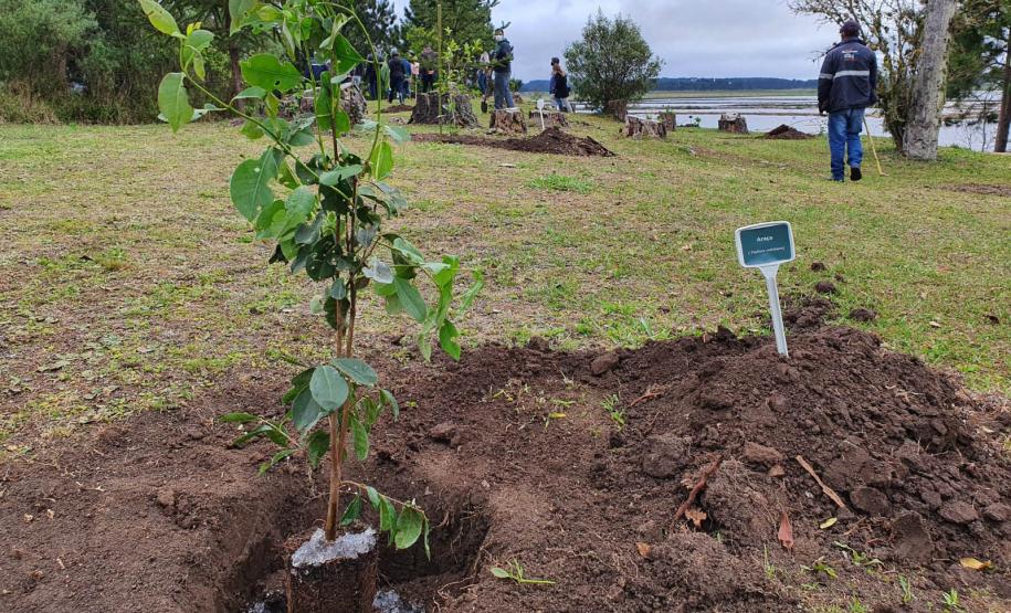 Paraná deve alcançar 10 milhões de mudas distribuídas no primeiro semestre deste ano