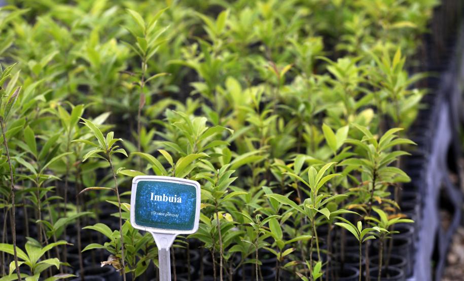 Paraná deve alcançar 10 milhões de mudas distribuídas no primeiro semestre deste ano