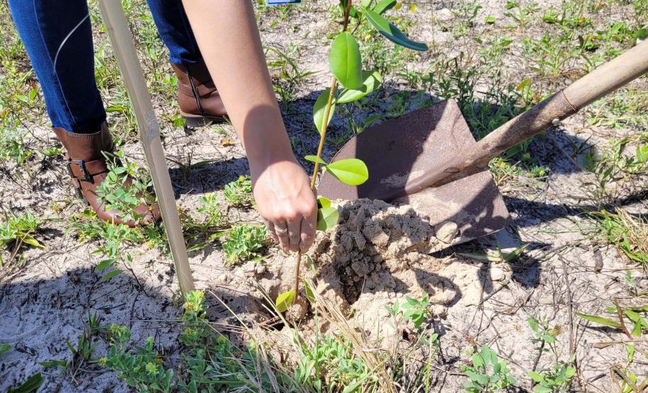 Paraná deve alcançar 10 milhões de mudas distribuídas no primeiro semestre deste ano