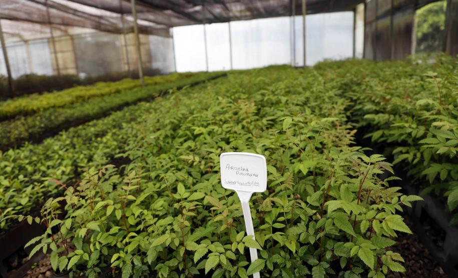 Paraná deve alcançar 10 milhões de mudas distribuídas no primeiro semestre deste ano