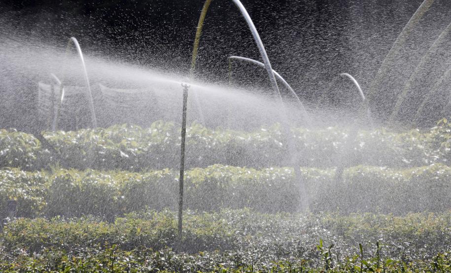 Paraná deve alcançar 10 milhões de mudas distribuídas no primeiro semestre deste ano