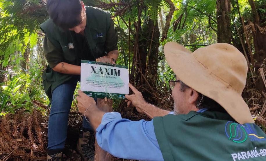 Paraná deve alcançar 10 milhões de mudas distribuídas no primeiro semestre deste ano