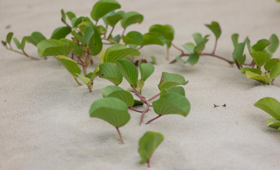 Foto de vegetação de restinga na orla