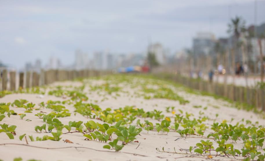 Foto de vegetação de restinga na orla