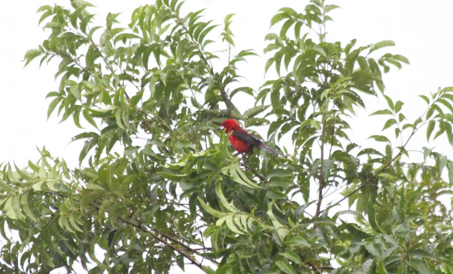 Foto de pássaro vermelho em árvore