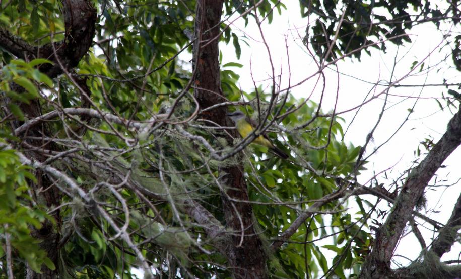 Foto de pássaro em árvore