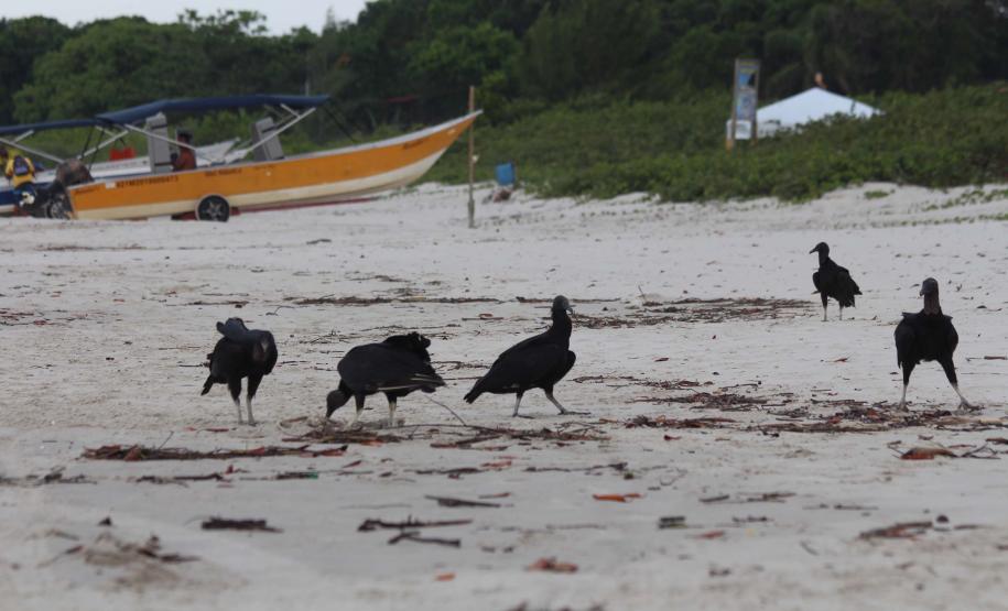 Foto de pássaros na praia