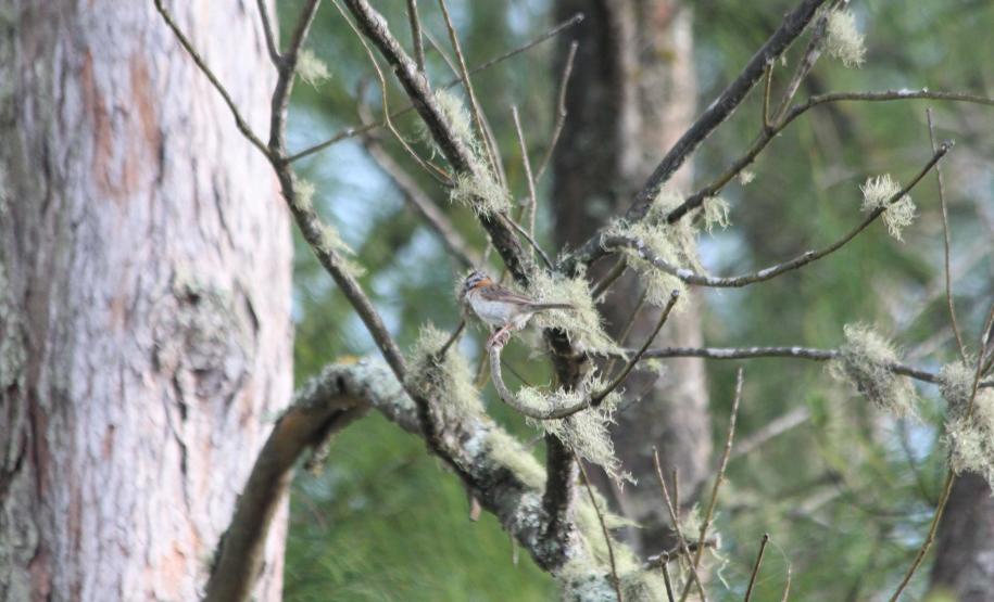 Foto de pássaro em árvore