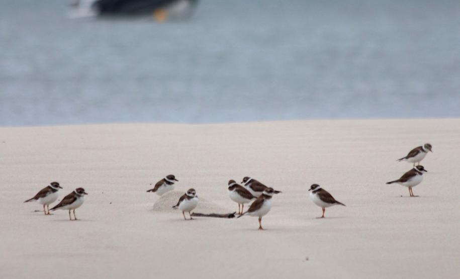 Foto de pássaros na praia