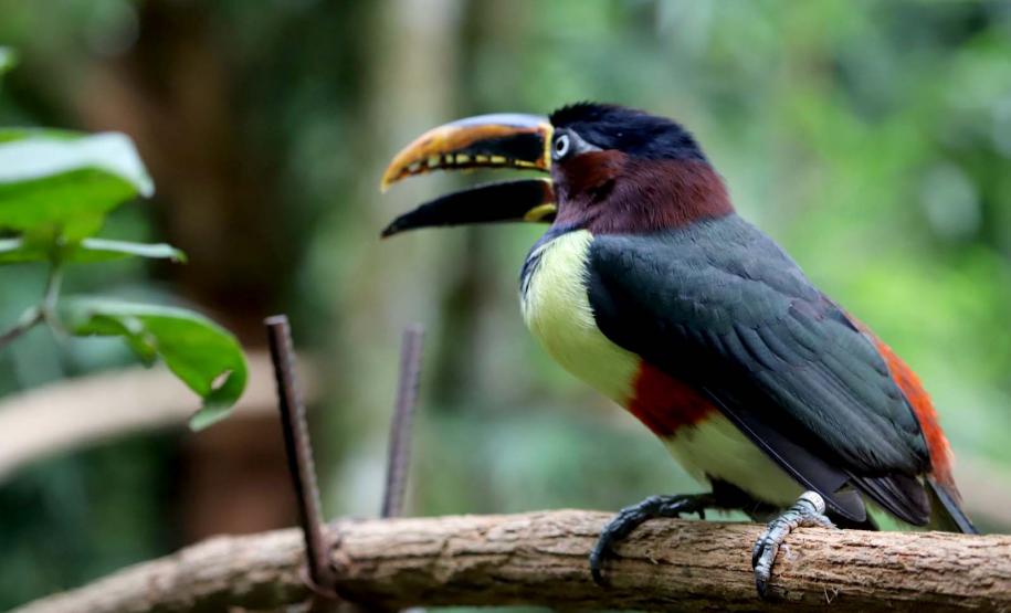 Foto de pássaro colorido