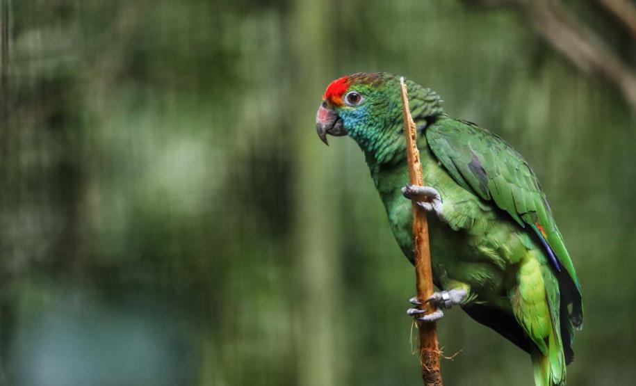 Foto de pássaro colorido