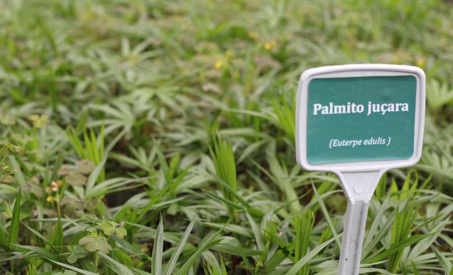 Aplicativo Paraná Mais Verde está disponível também para os usuários do sistema IOS.