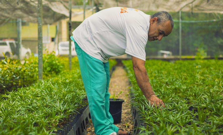 Viveiro do IAT em Morretes produz 22 espécies diferentes de restinga nativa