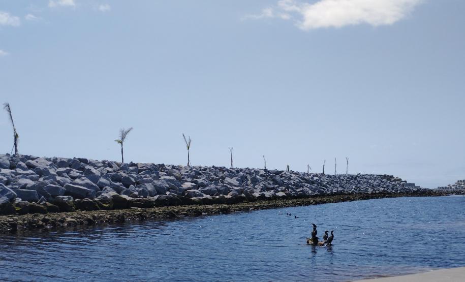 AVES PRÓXIMAS AS OBRAS DA REVITALIZAÇÃO