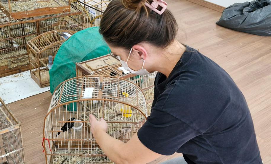 Agente cuidando de aves resgatadas