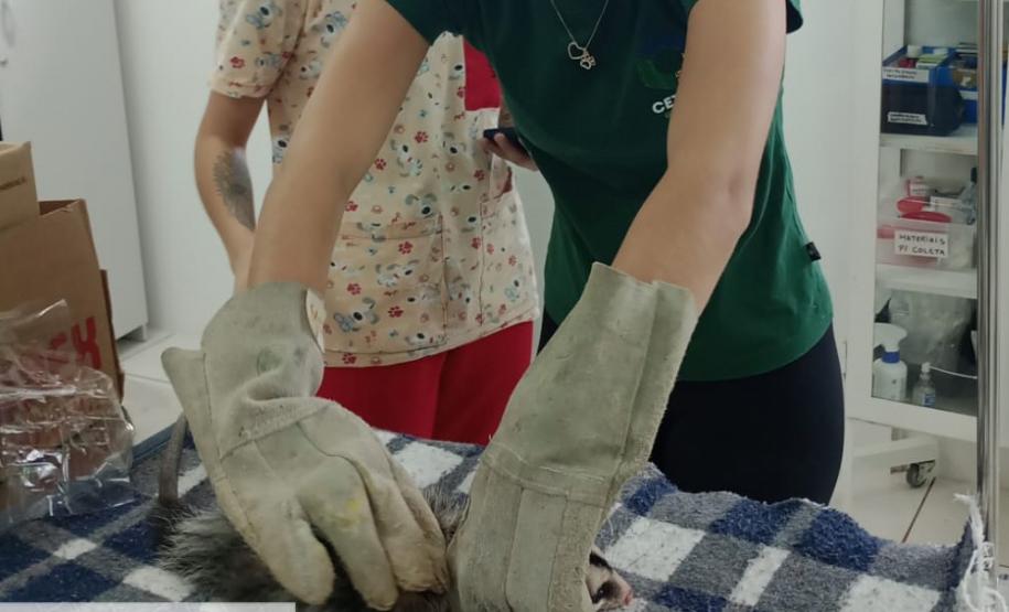 GAMBÁ RECEBENDO TRATAMENTO PÓS RESGATE