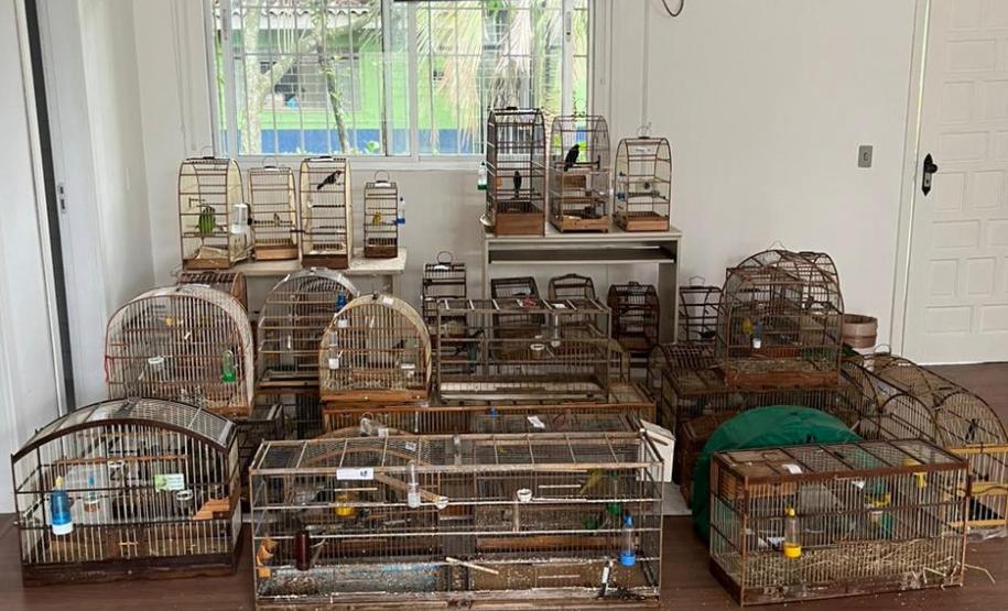 Gaiolas com aves resgatadas