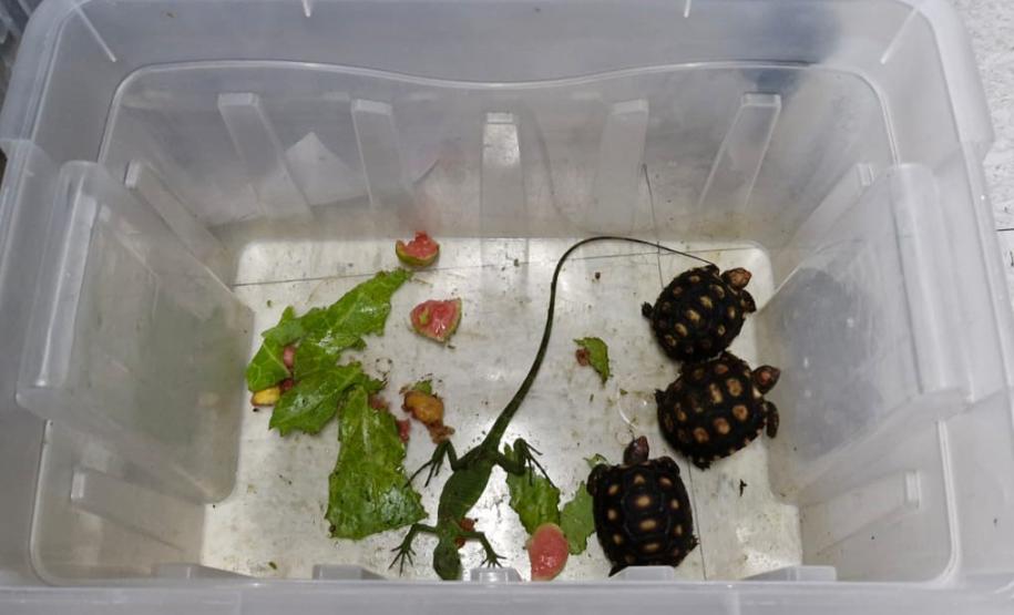 tartarugas resgatadas