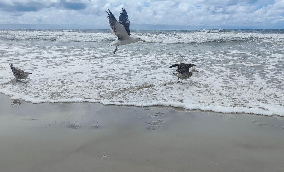 Gaivotas a beira do mar