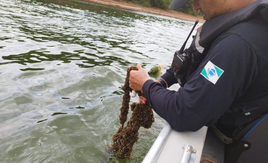 Fiscal retirando a rede do rio
