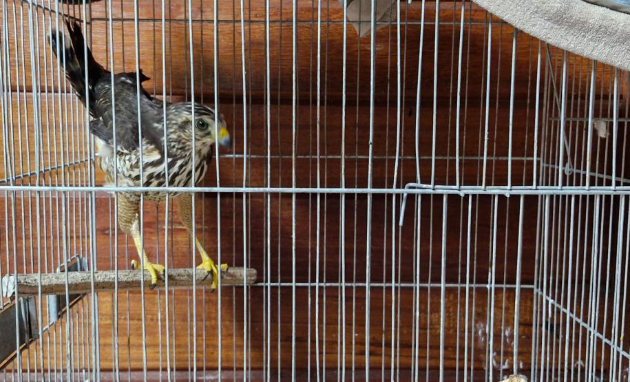 Ave resgatada em gaiola