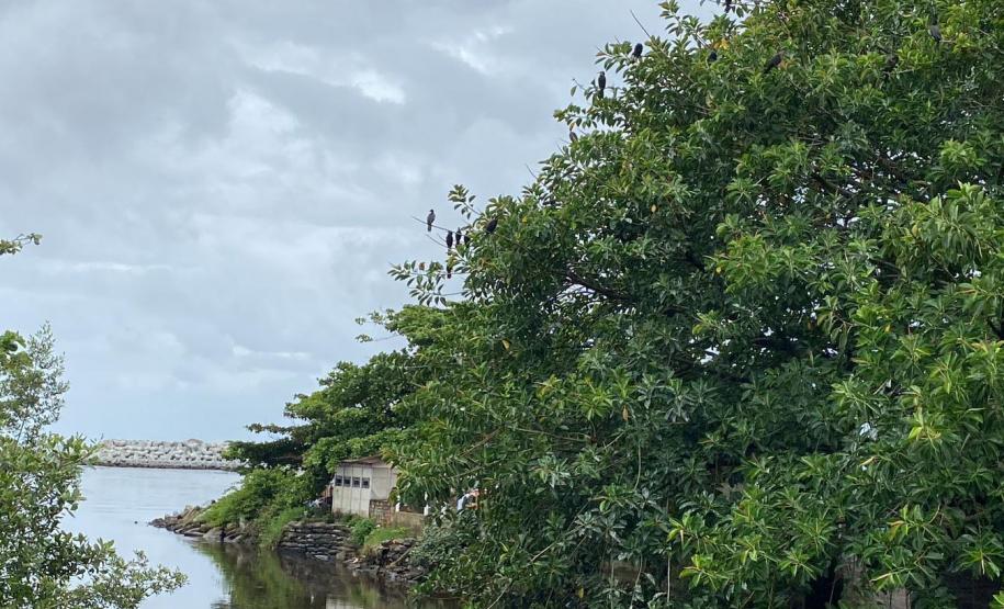 VEGETAÇÃO PARANAENSE PRÓXIMA DAS OBRAS DA REVITALIZAÇÃO