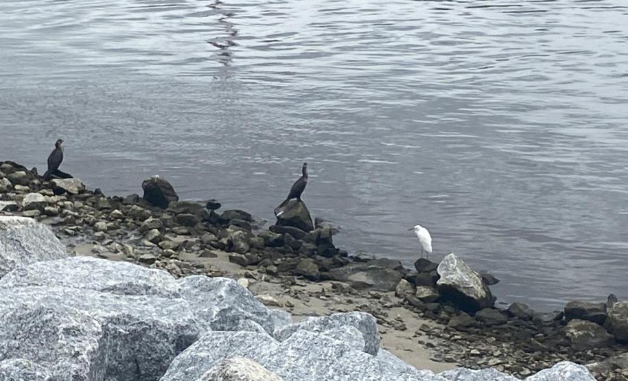 AVES PRÓXIMAS AS OBRAS DA REVITALIZAÇÃO