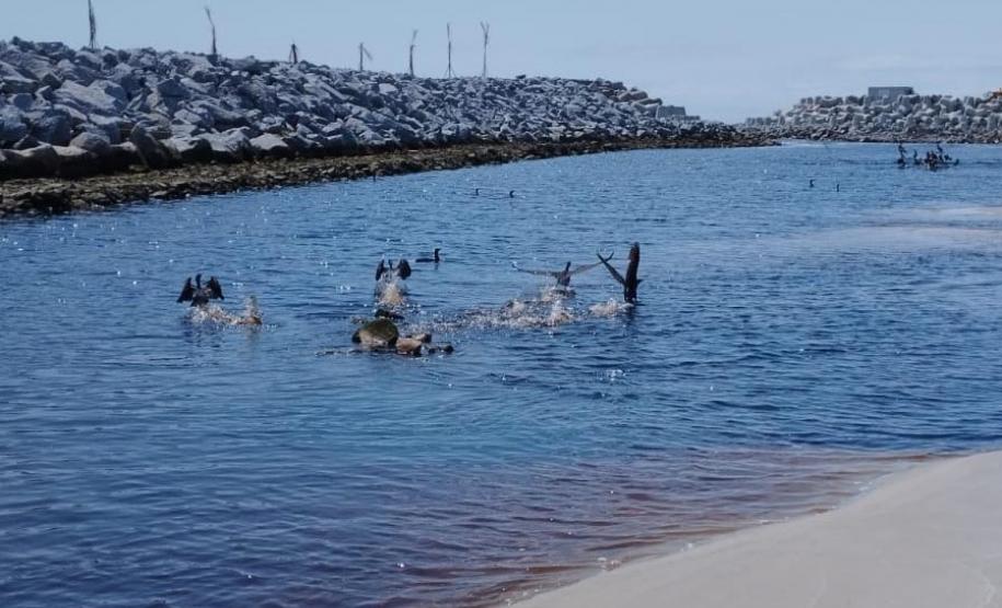 AVES PRÓXIMAS AS OBRAS DA REVITALIZAÇÃO