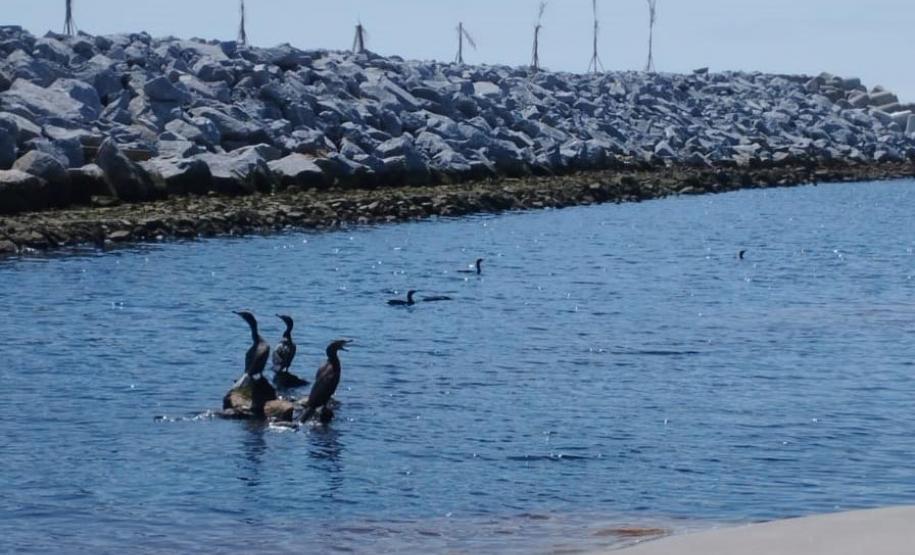 AVES PRÓXIMAS AS OBRAS DA REVITALIZAÇÃO