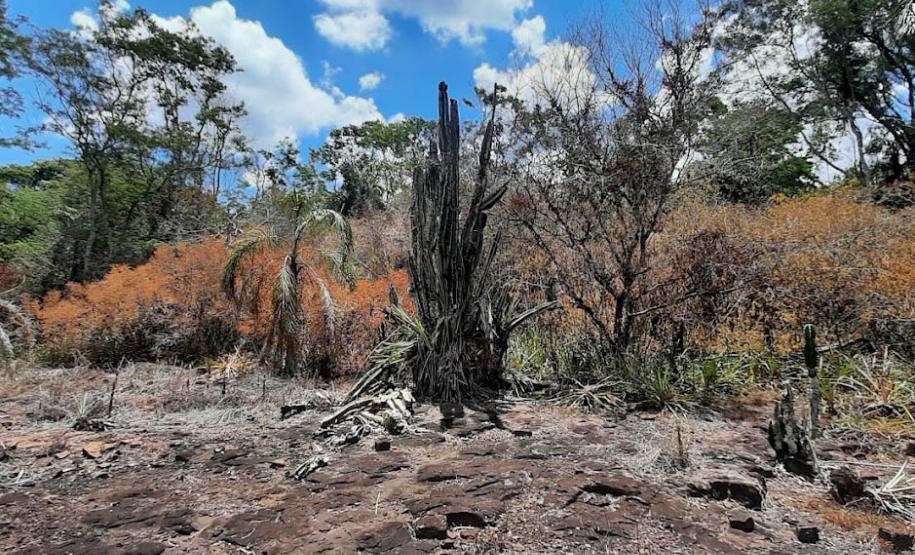 Parques do Paraná têm flora rica e cores exuberantes