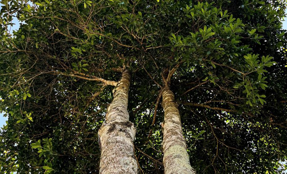 Parques do Paraná têm flora rica e cores exuberantes