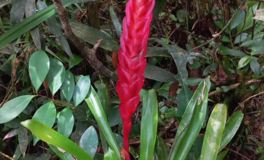 Parques do Paraná têm flora rica e cores exuberantes
