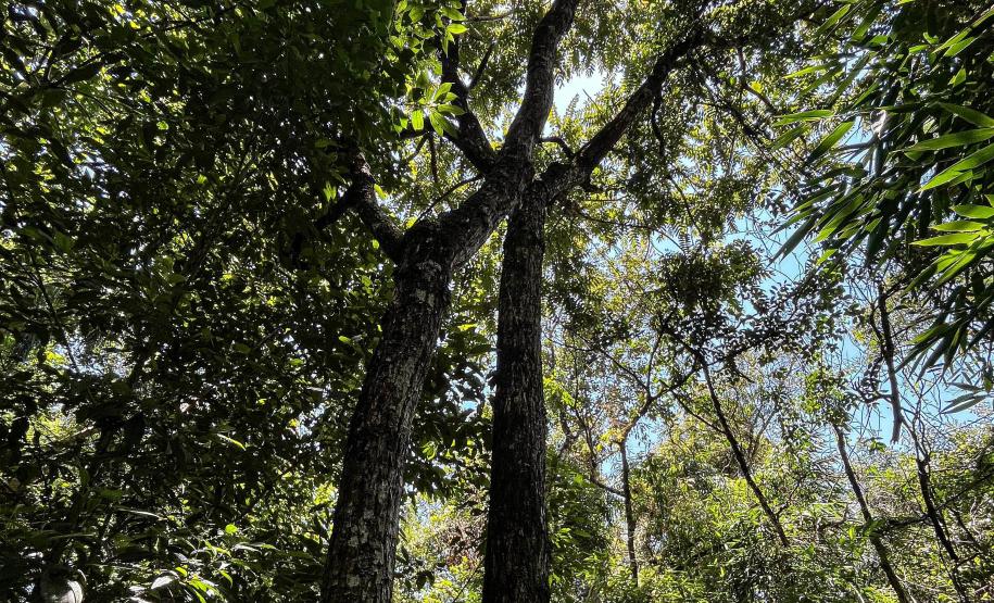 Parques do Paraná têm flora rica e cores exuberantes