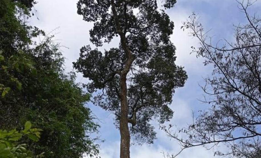Parques do Paraná têm flora rica e cores exuberantes