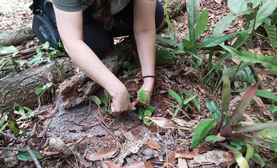 Foto de voluntários plantando mudas
