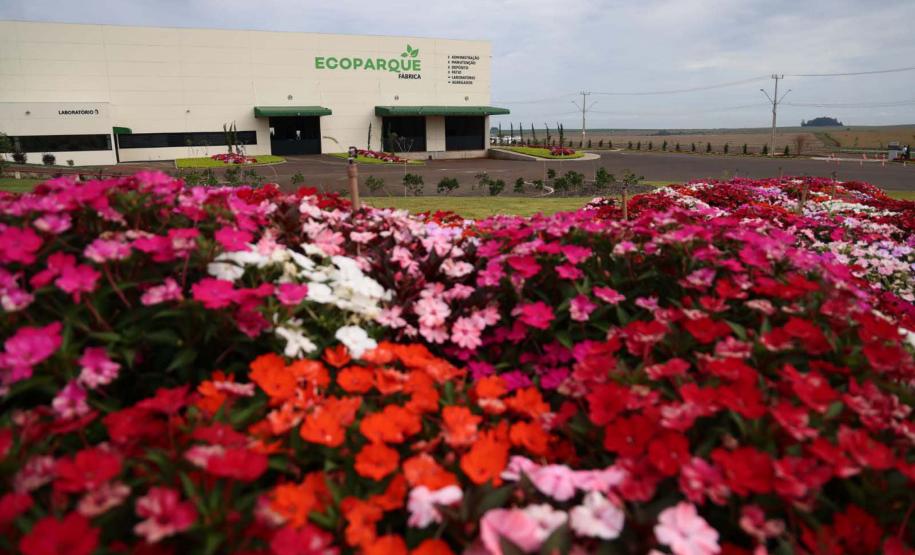 Foto da fábrica atrás de canteiro de flores vermelhas