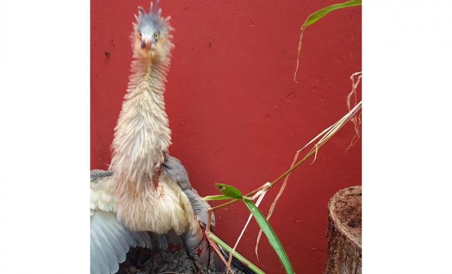 Espécie resgatada frente a um parede vermelha