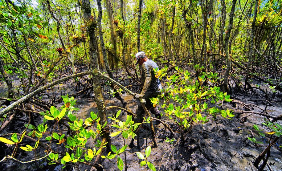 Individuo em meio a uma mata densa
