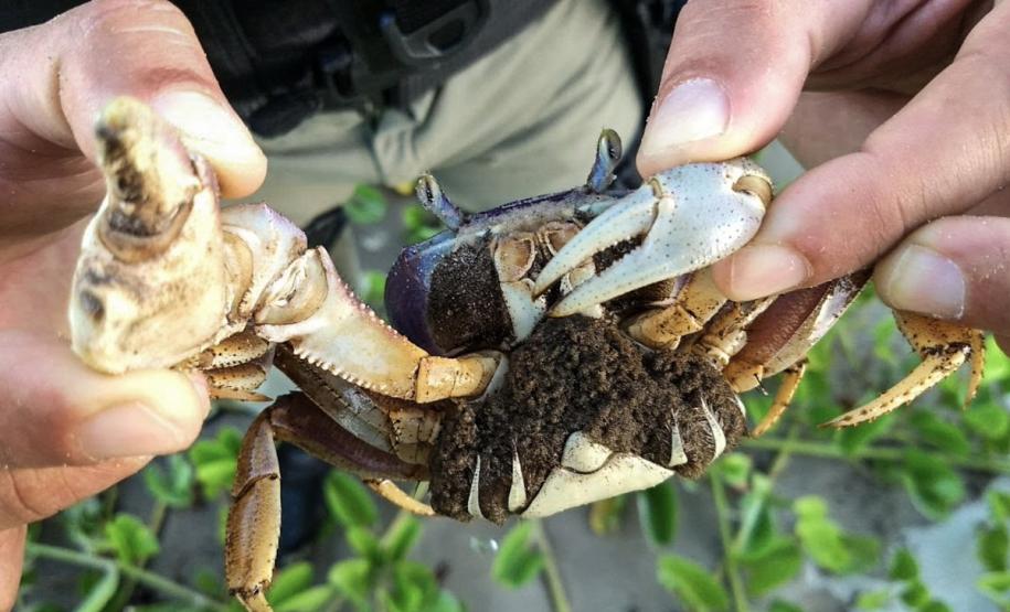 Profissional adequado manuseando caranguejo