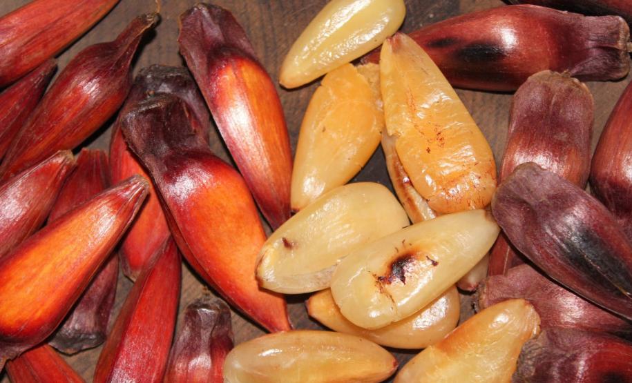 GRUPO DE PINHÕES A DERIVA EM UMA MESA DE MADEIRA