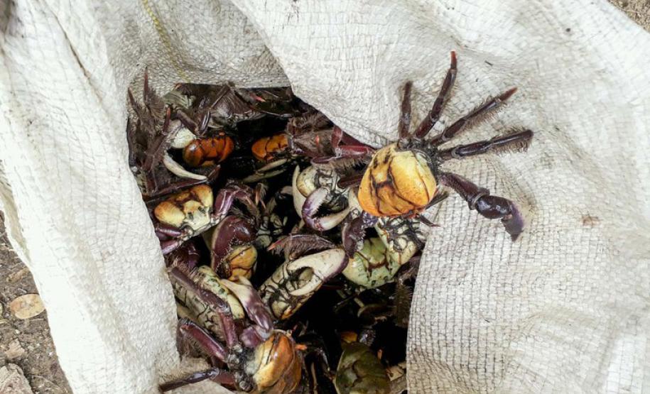 Caranguejos amontoados em um saco branco