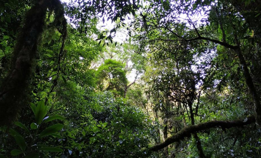 Visão a nível do solo da mata atlântica paranaense