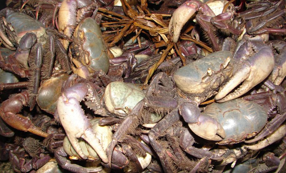 Caranguejos amontoados