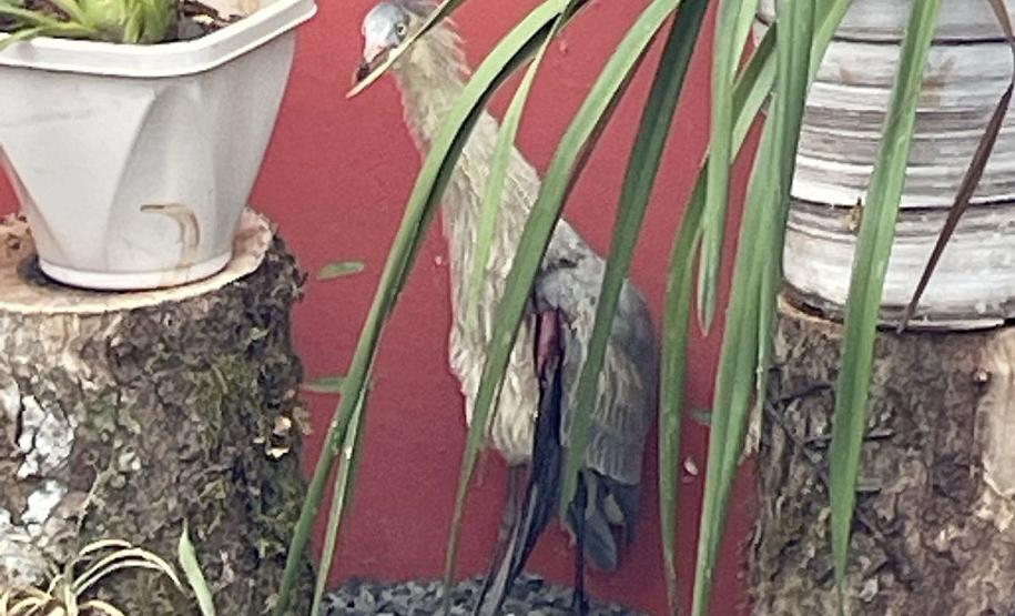 Espécie resgatada frente a um parede vermelha e detrás de folhas artificiais