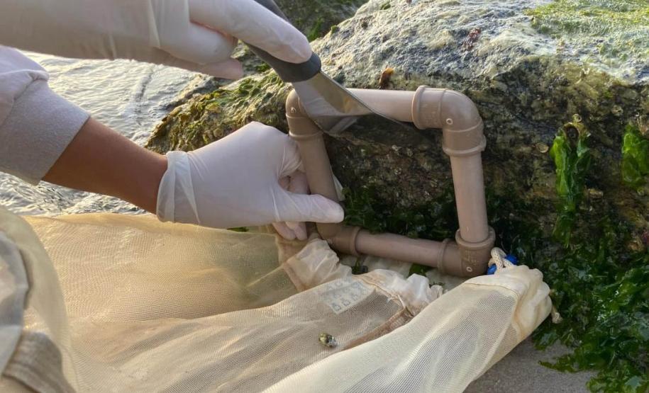 Foto de técnicos colhendo amostras de fauna incrustante