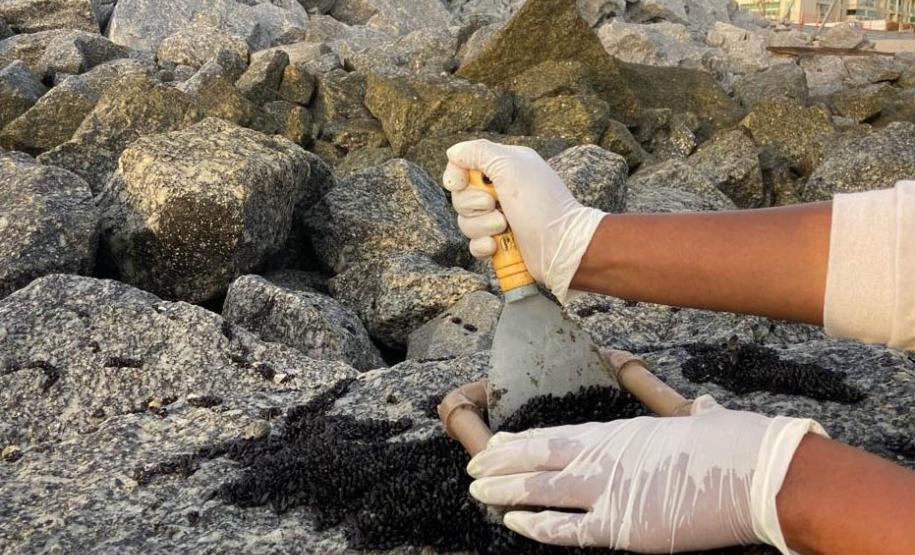 Foto de técnicos colhendo amostras de fauna incrustante