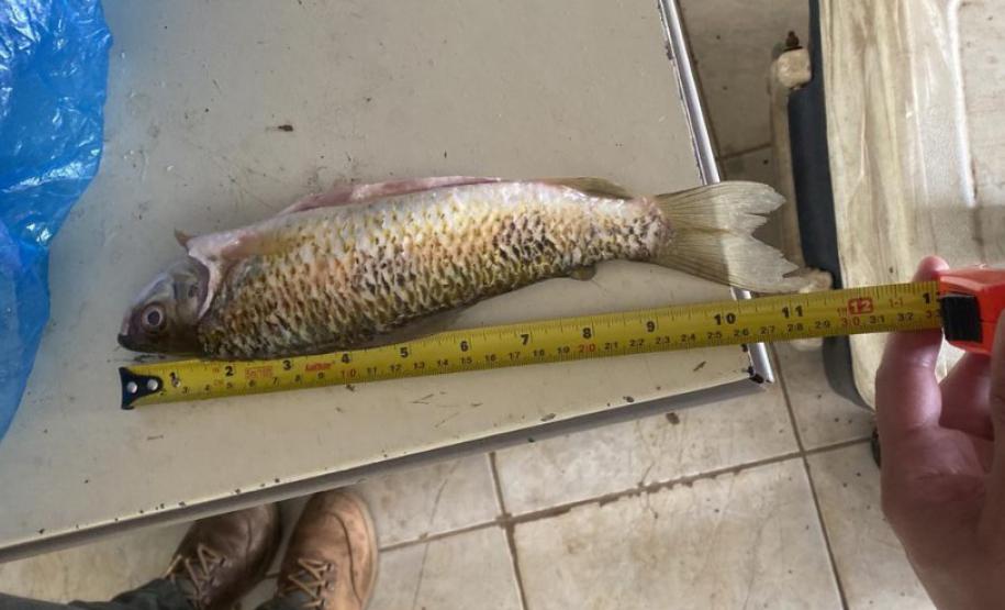 Foto de agente medindo peixe apreendido