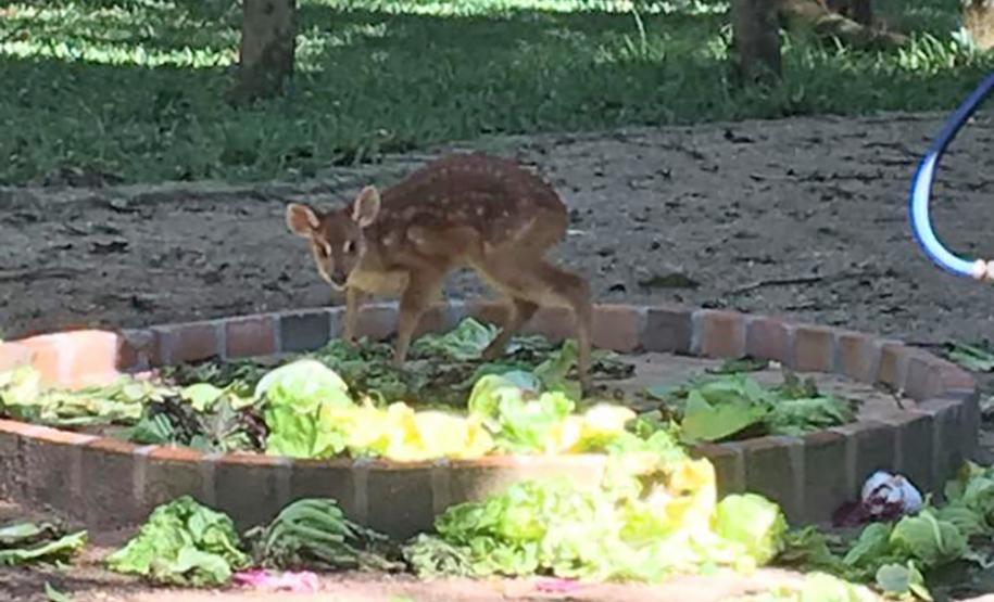 Foto de cervo em cima de horta