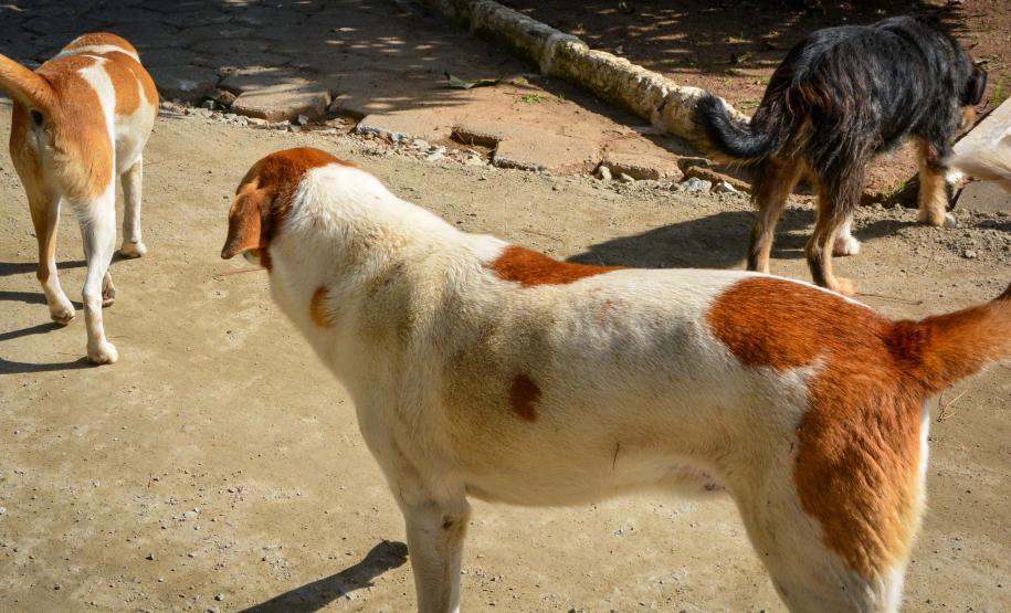 CÃO DE RUA