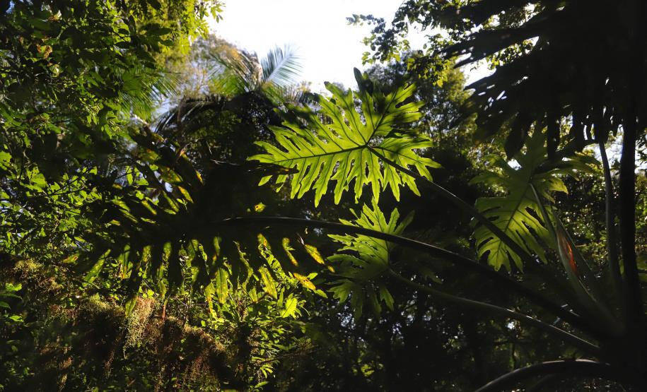 VEGETAÇÃO DO PARANÁ